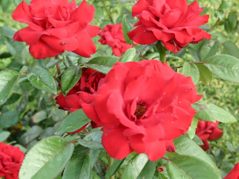 Online Flower Ordering on Save On Trees   Shrubs   More At Nature Hills Nursery  Nature Hills